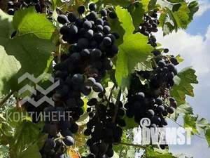 Дом 40м², 1-этажный, участок 2 сот.