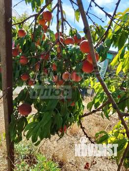 Дача 40м², 1-этажный, участок 4 сот.