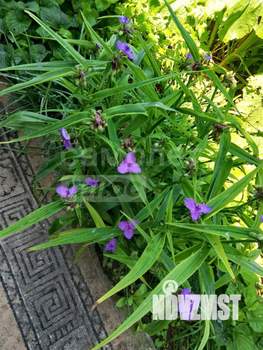 Дача 40м², 1-этажный, участок 4 сот.