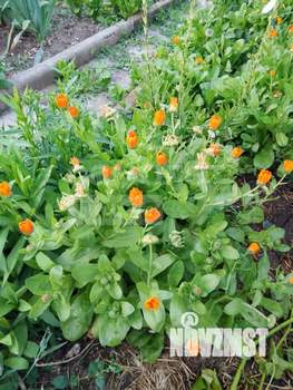 Дача 40м², 1-этажный, участок 4 сот.