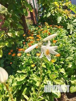 Дача 40м², 1-этажный, участок 4 сот.