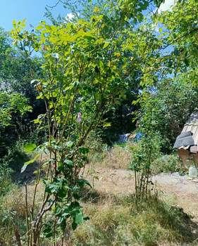 Дом 70м², 1-этажный, участок 0 сот.