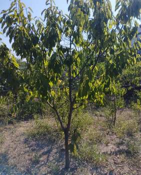 Дом 81м², 2-этажный, участок 0 сот.