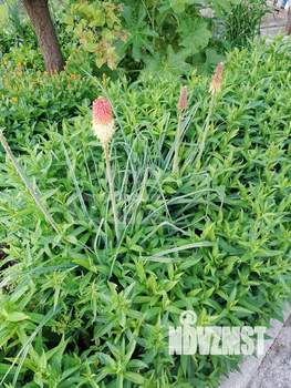 Дача 40м², 1-этажный, участок 4 сот.