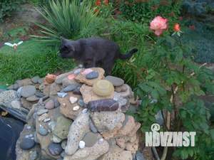 Дом 50м&sup2;, 1-этажный, посуточно, 