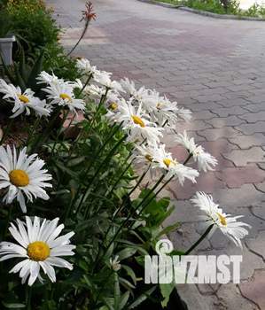 Дом 60м², 1-этажный, посуточно, 